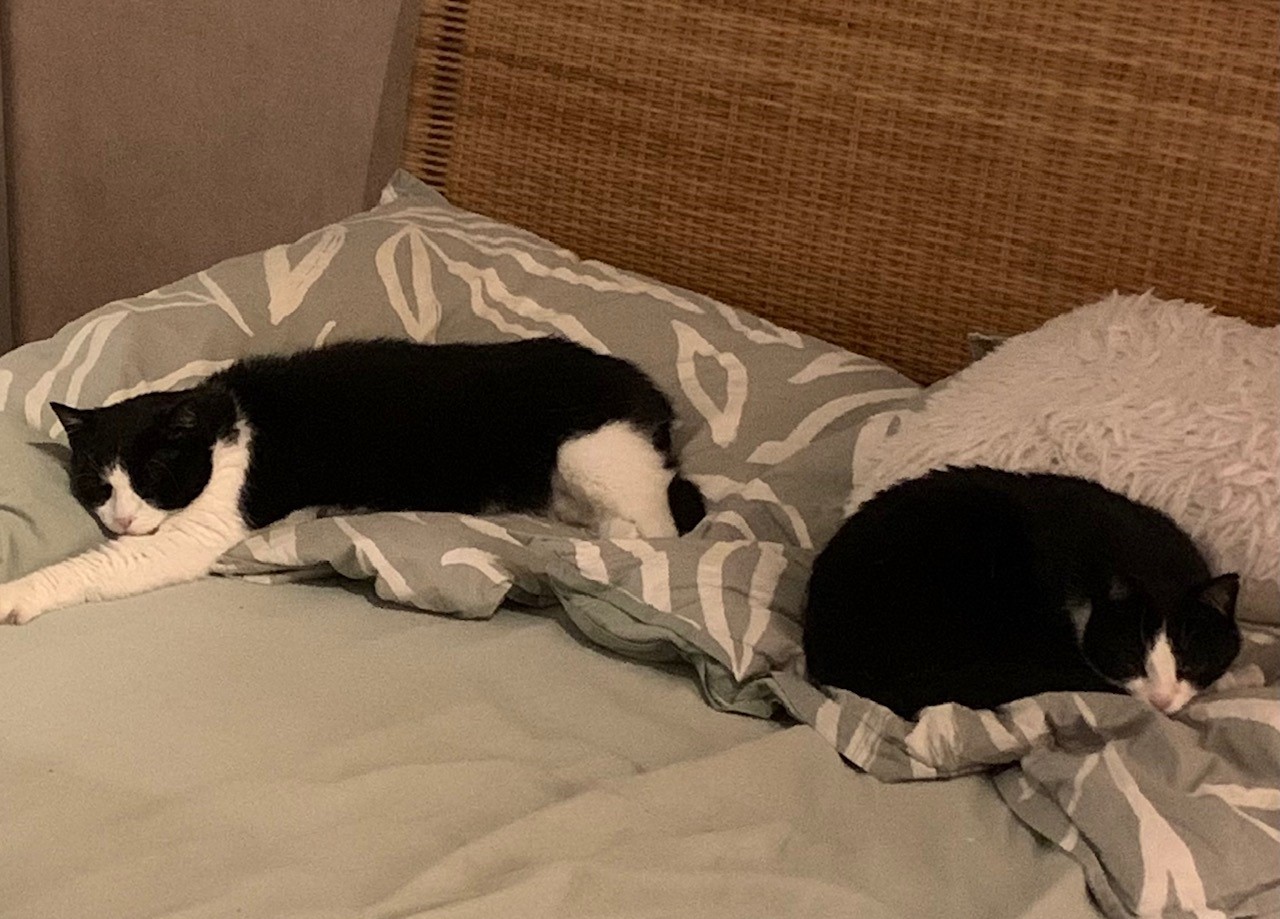 Pauli und Puschel.2.jpg